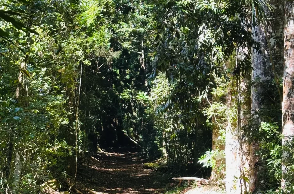 Randonnée dans une nature luxuriante