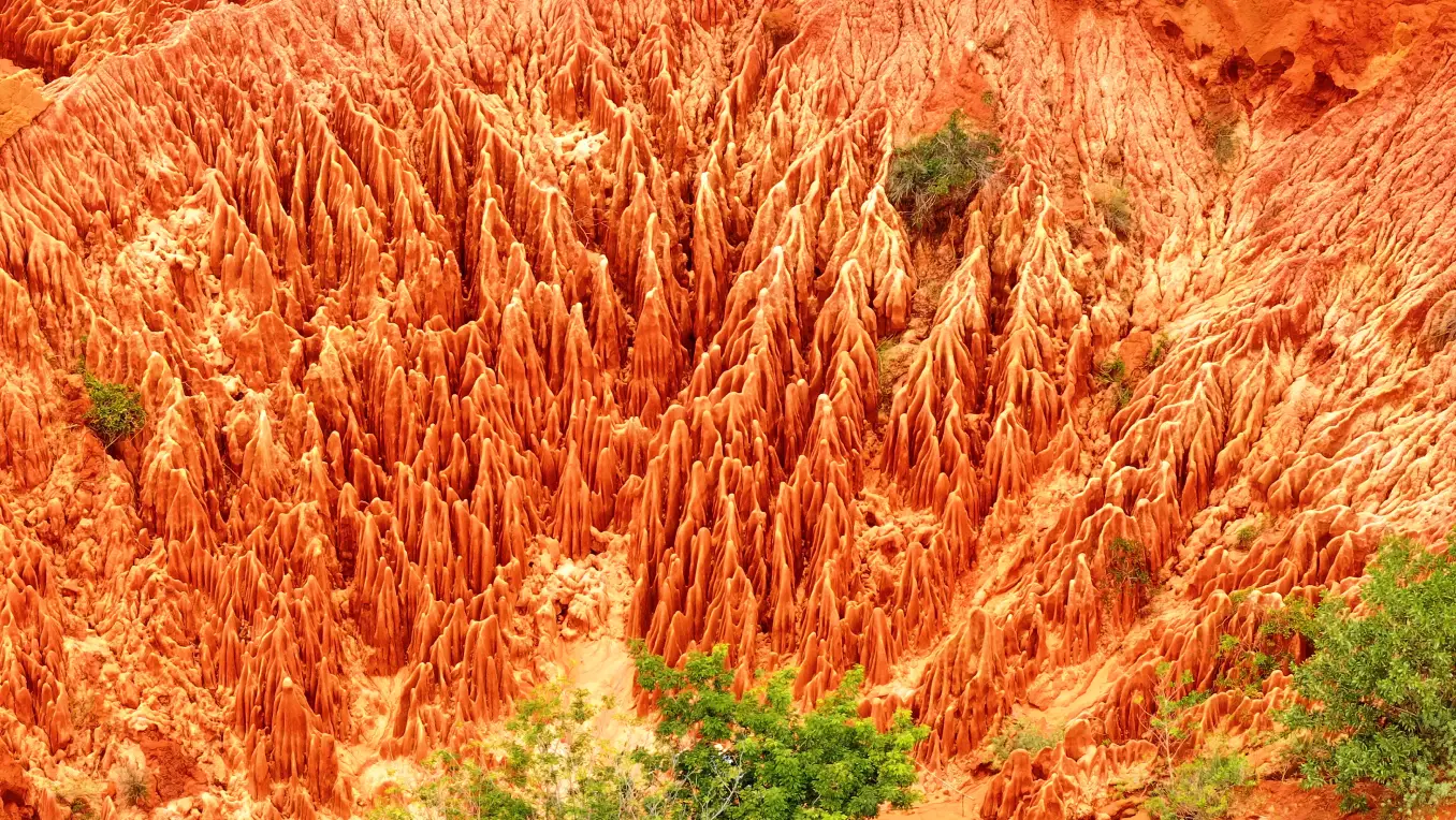 Lémurien observé dans la forêt tropicale de la Montagne d'Ambre