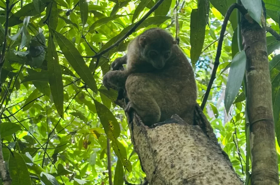 Explorez la Réserve de Lokobe au Départ d'Ambatozavavy