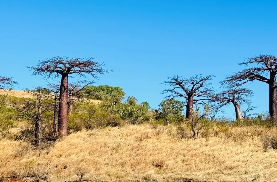 Le majestueux géant de Madagascar