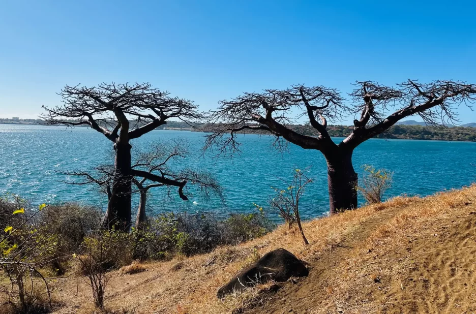 L'emblématique Allée des Mille Baobabs