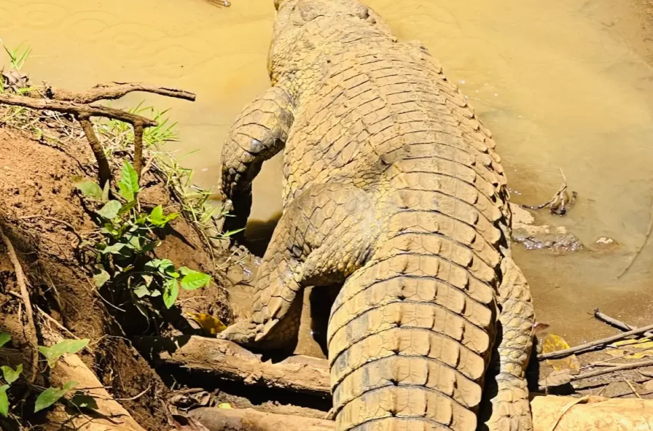 Lemuria Land _ Le Parc Animalier Incontournable de Nosy Be