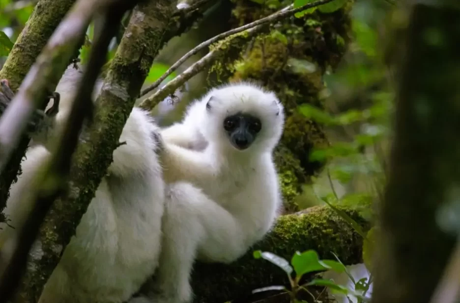Lémurien dans la forêt tropicale du Parc Marojejy