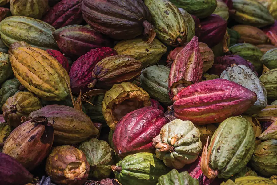Plantation Millot de cacao dans le nord de Madagascar