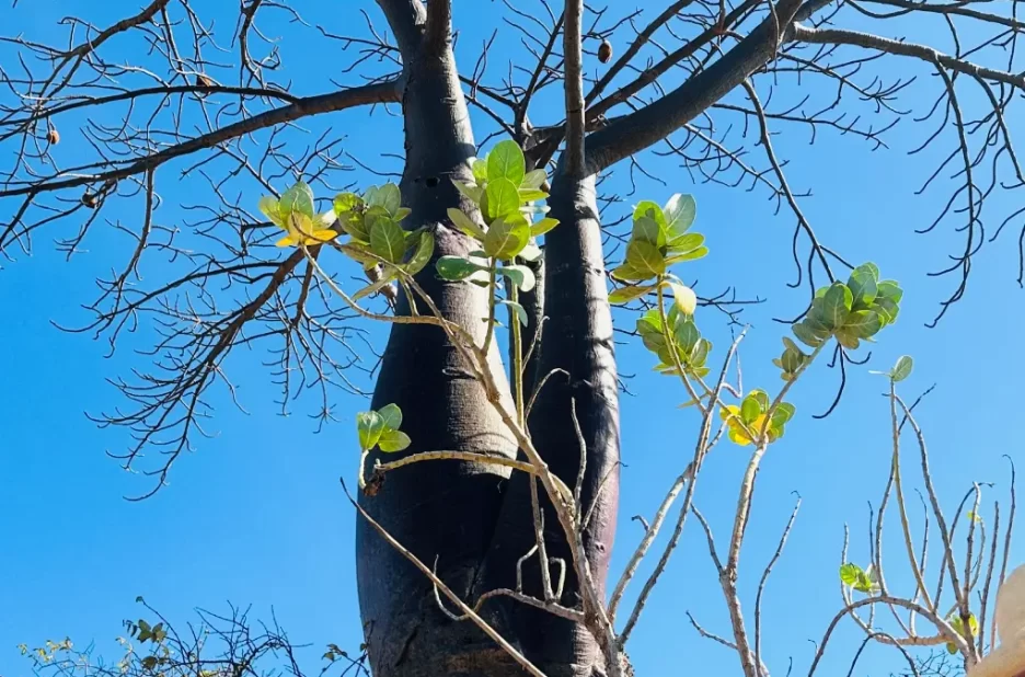 Route panoramique au cœur des baobabs
